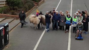Llamas join people on a walk